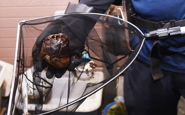 蜂駆除 特急隊画像1